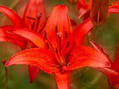 Feuerlilie - Blume