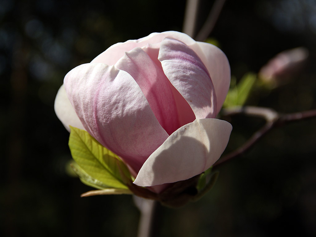 Magnolien #001