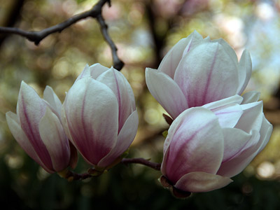 Magnolien - Frühling