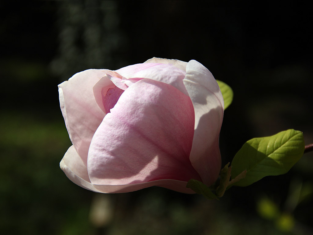 Frühling: Magnolien