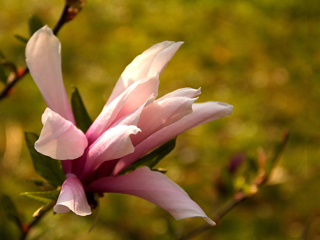 Frühling: Magnolien