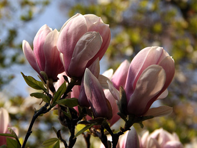 Frühling - blühende Magnolien