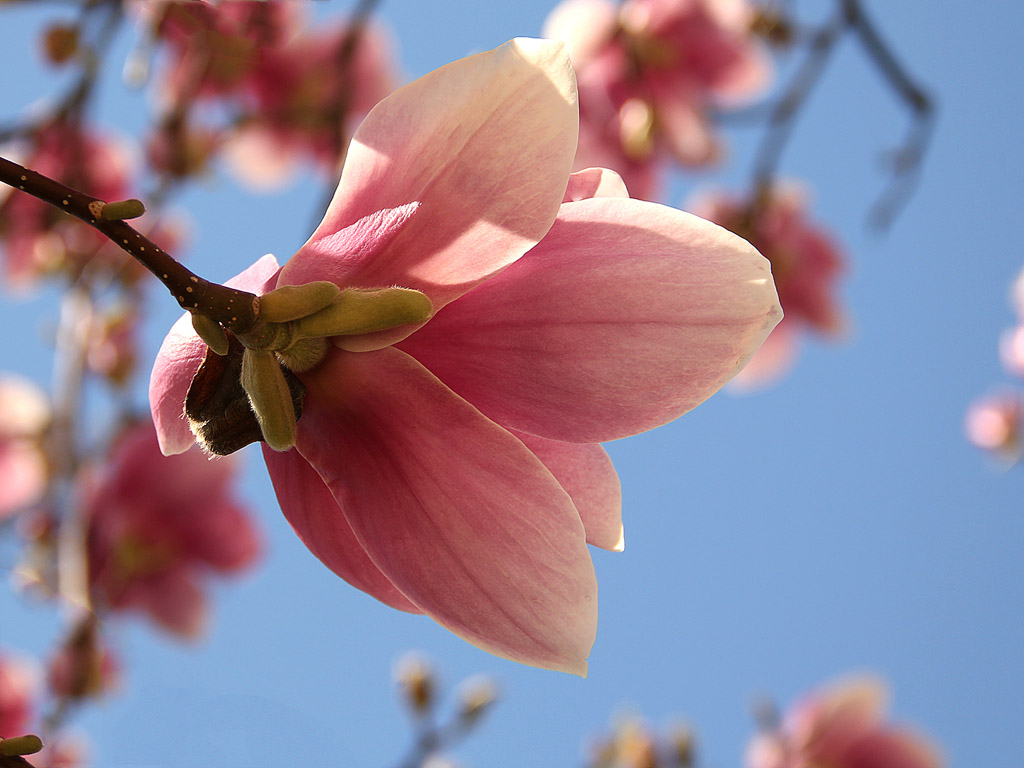 Frühling: Magnolien