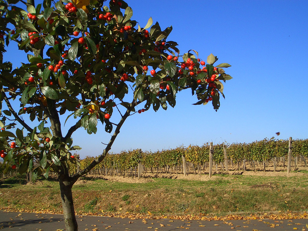 Baum & blauer Himmel & Weinstock