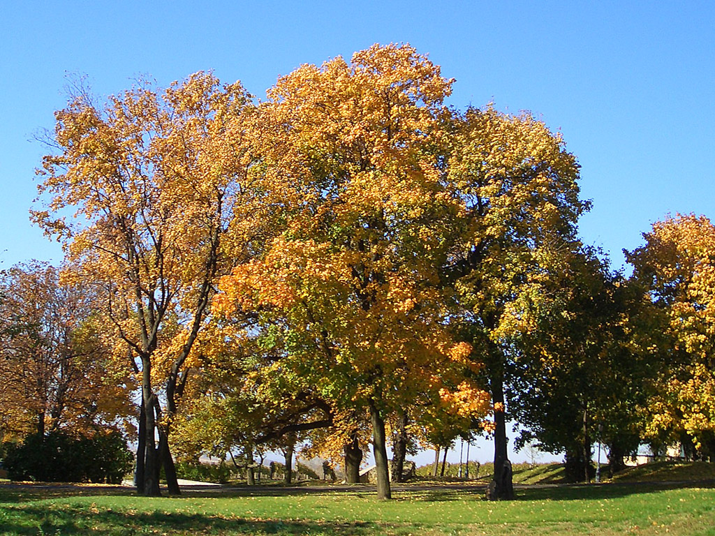 Herbstbaum