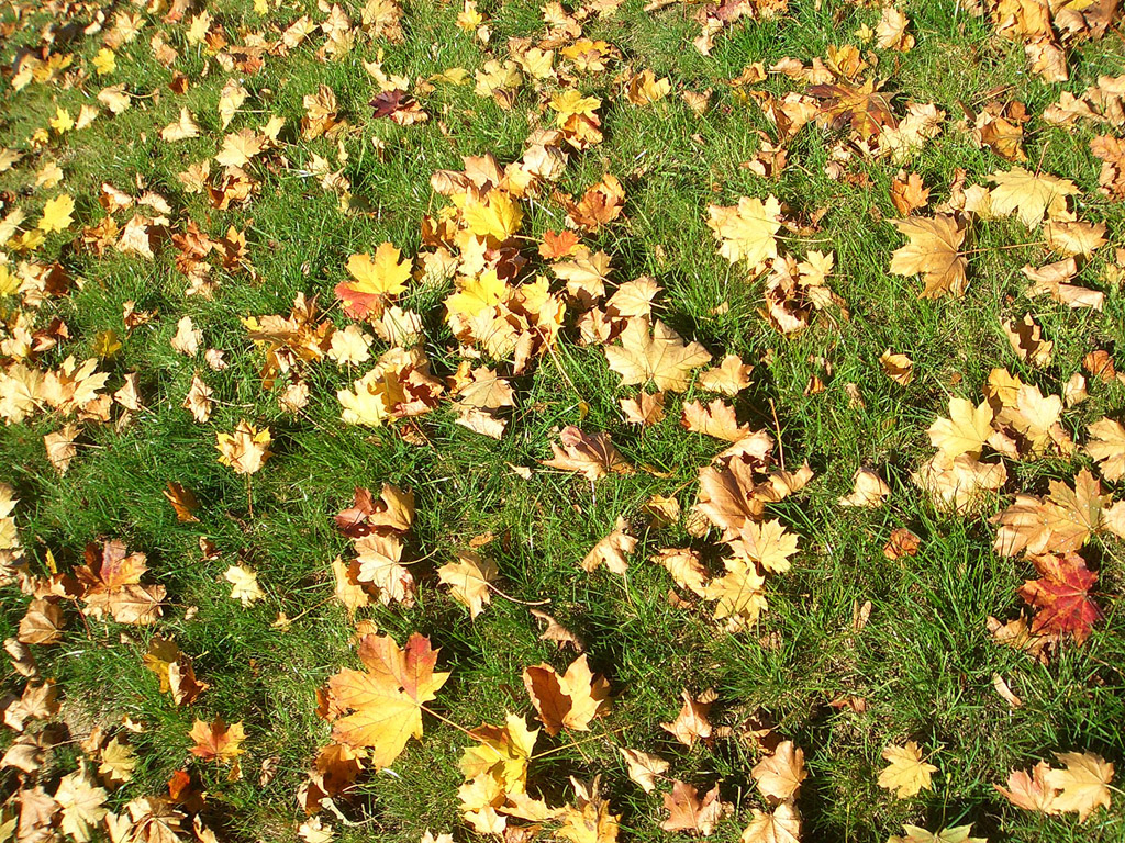 Farbige Blätter auf dem Rasen - Herbstlaub
