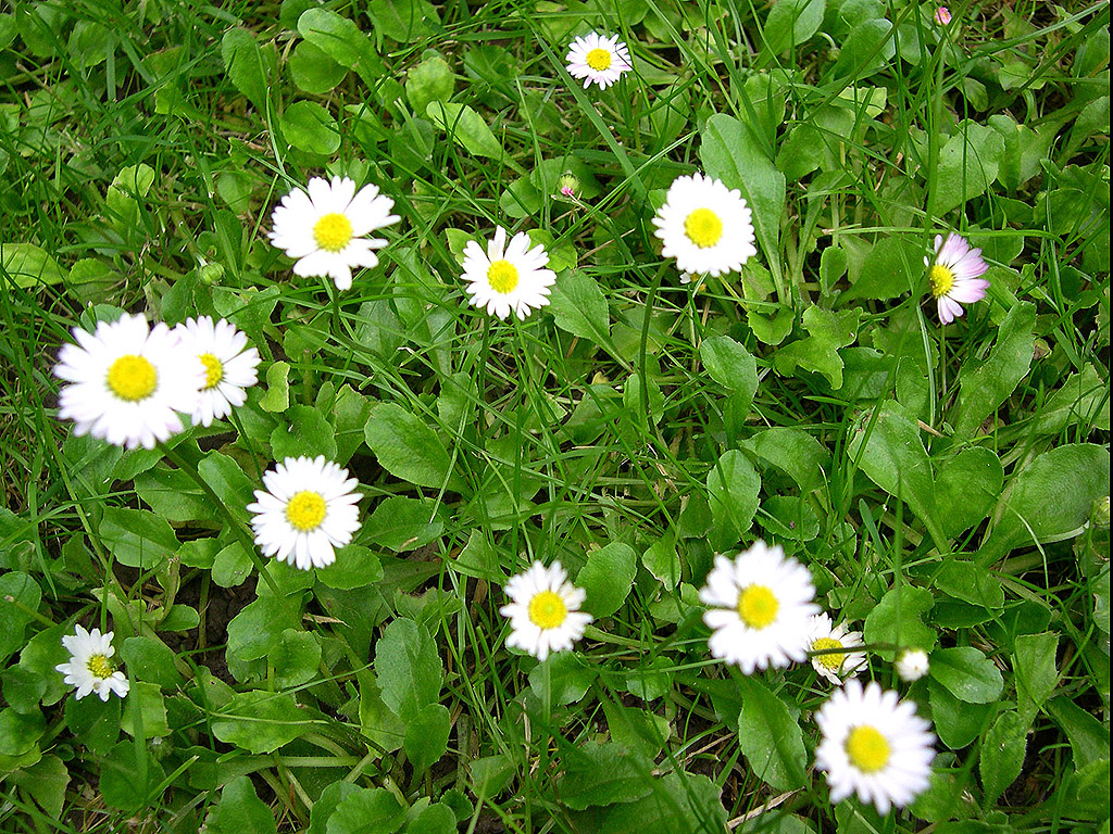 Weisse Blumen im Gras