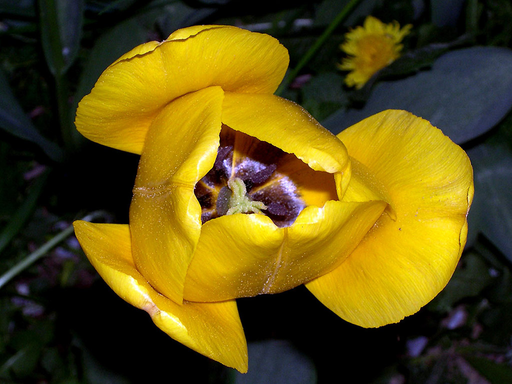 Gelber Tulipan von Oben