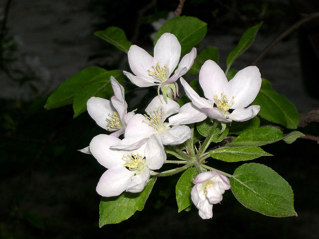 Weisse Blume