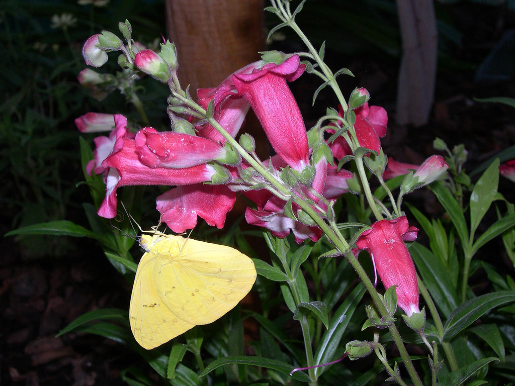 Blume mit Schmetterling