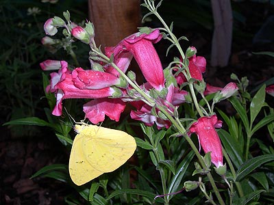 Blume, Schmetterling