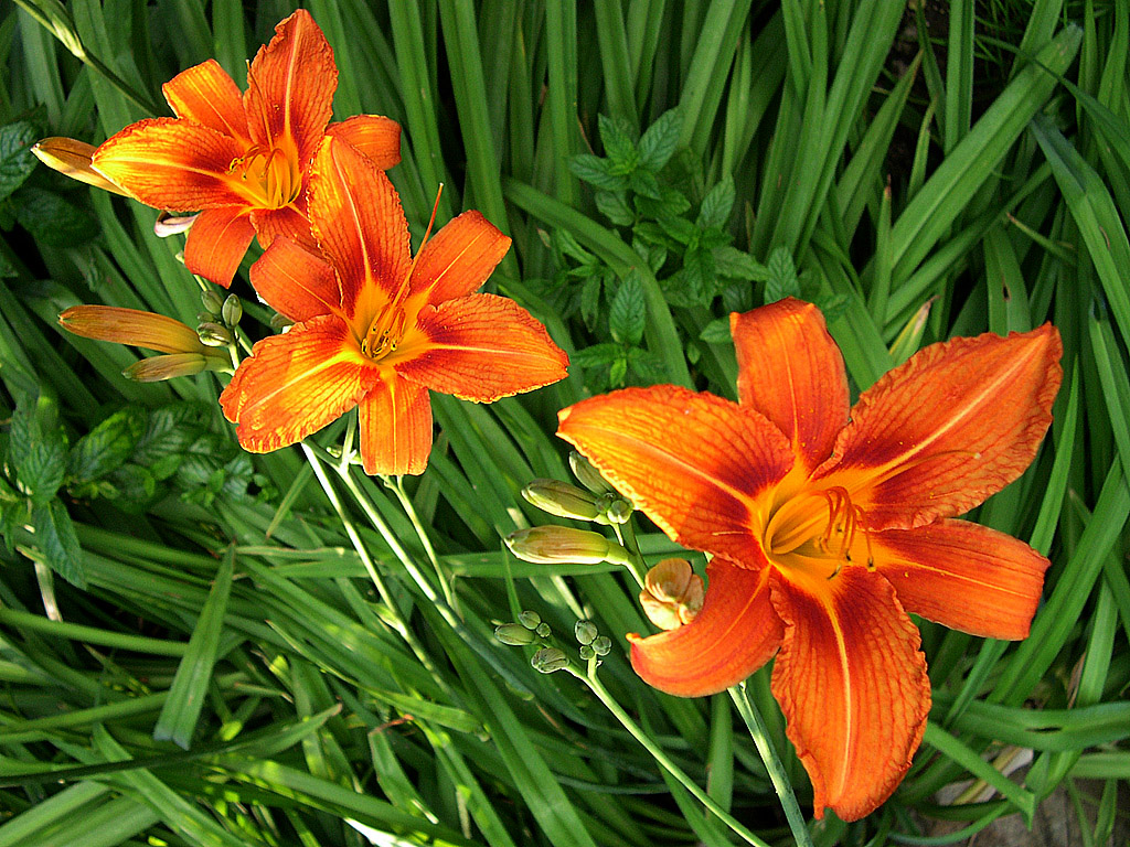 Feuer-Lily - Blume