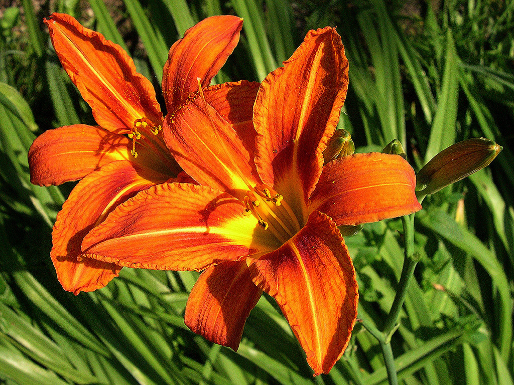 Feuer-Lily - Blume