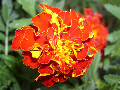 Blume