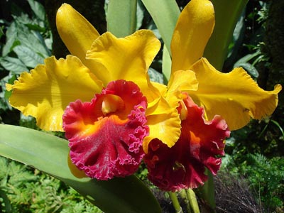 Blume