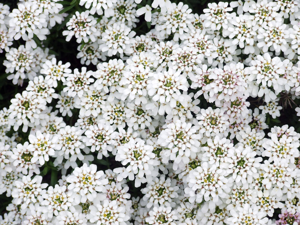 Kleine weisse Blümchen aus Bayern (Frühling)