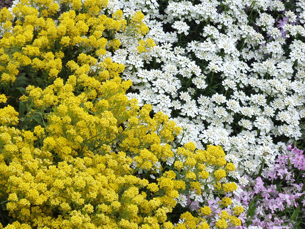 Kleine gelbe und weisse Blümchen aus Bayern (Frühling)