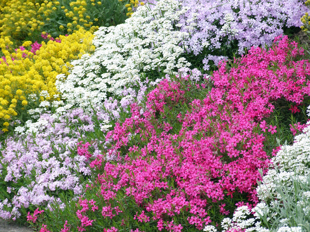 Kleine gelbe, weisse, lila und pink Blümchen aus Bayern (Frühling)