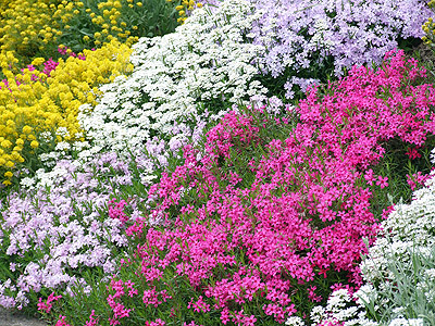 Weisse, gelbe und pink Blümchen