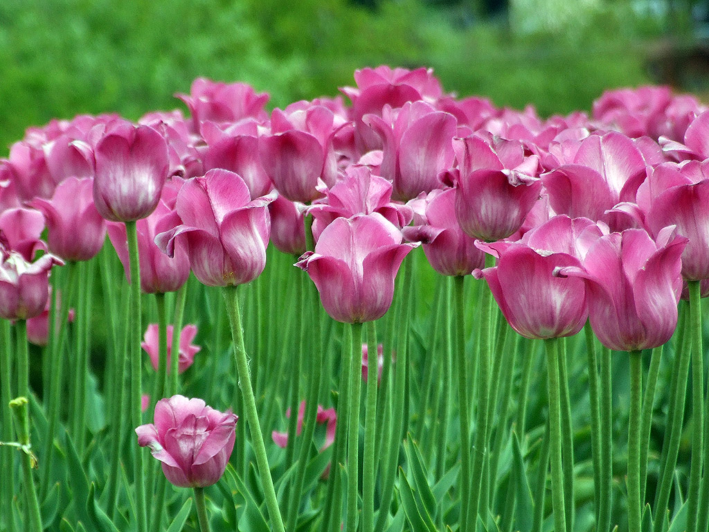 Blume, Tulpen