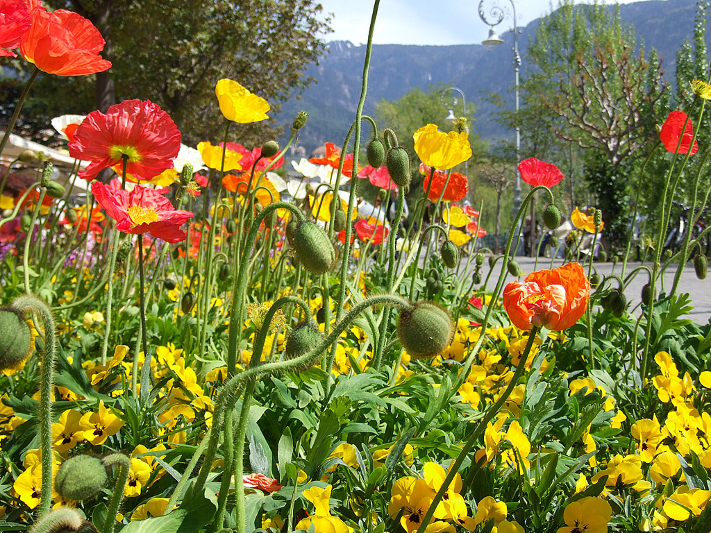 Bunte Blumen