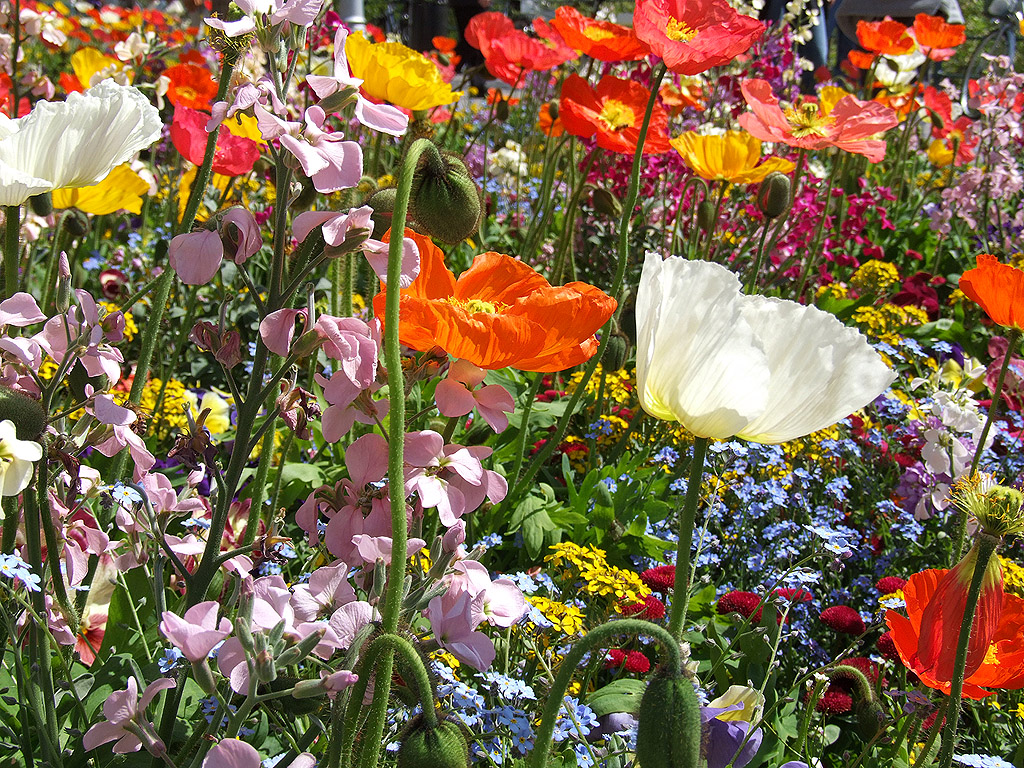 Bunte Blumen