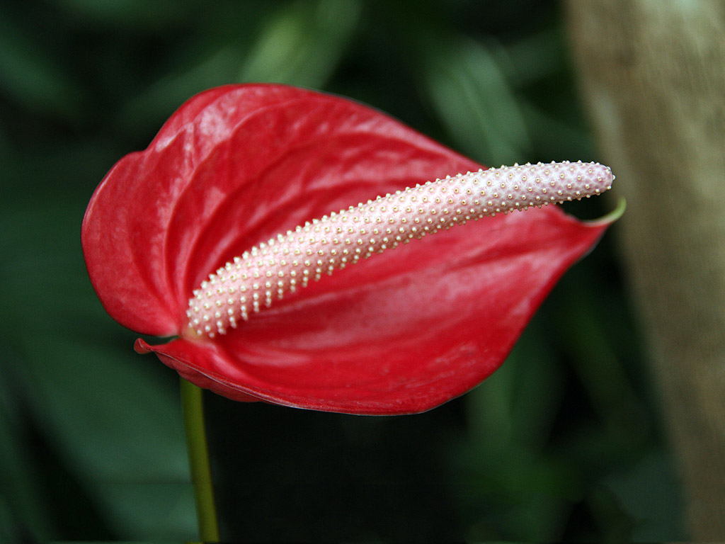 Exotische Blume: Flamingoblume