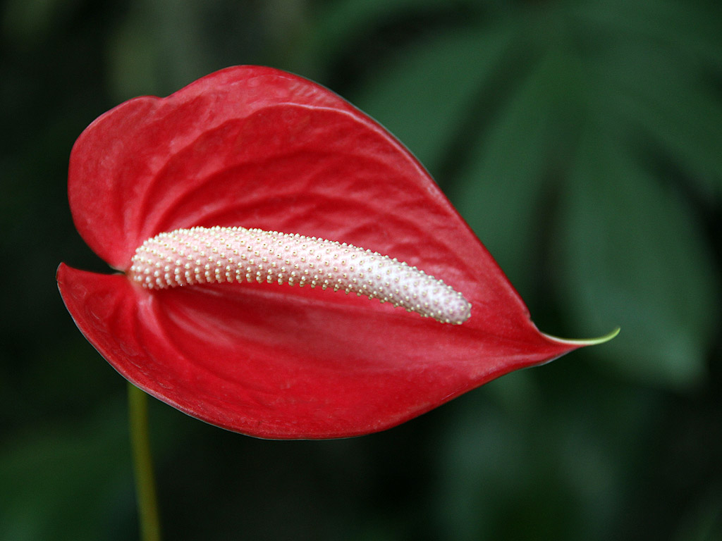 Exotische Blume: Flamingoblume