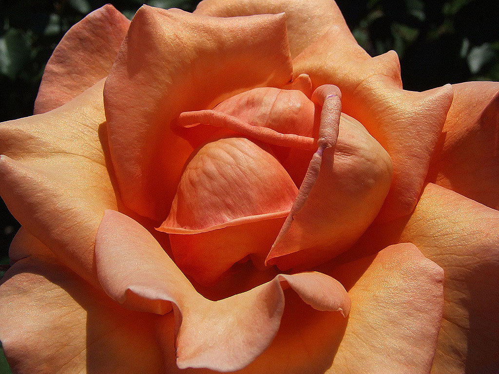 Rose - die Königin der Blumen