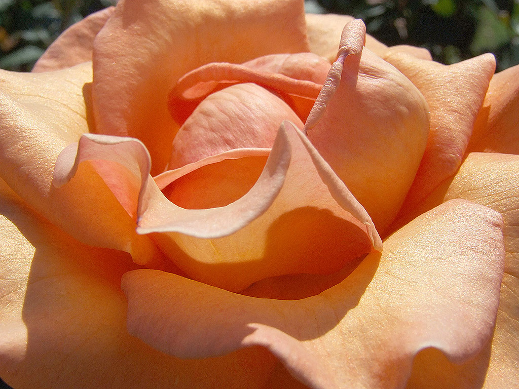Die Rose, die Königin der Blumen