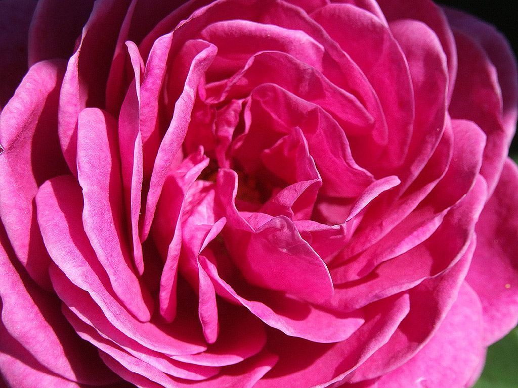 Rose - die Königin der Blumen