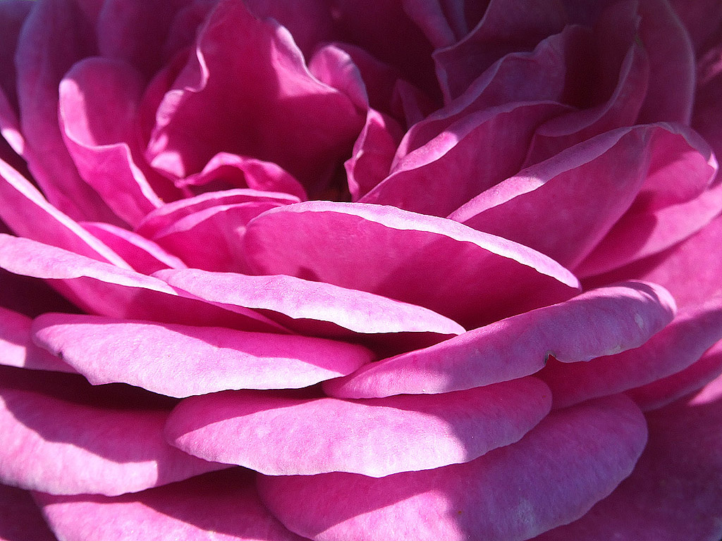 Rose - die Königin der Blumen