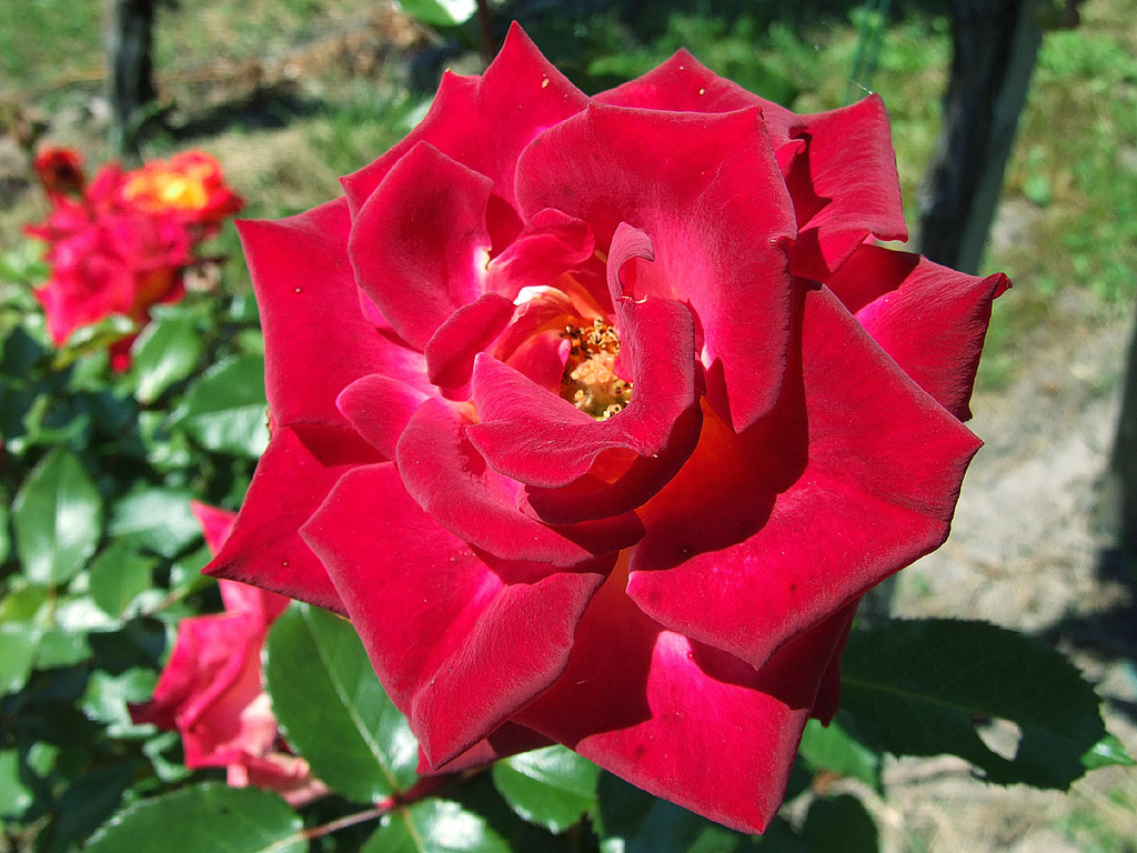 Rose - die Königin der Blumen