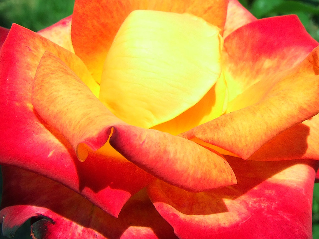 Rose - die Königin der Blumen