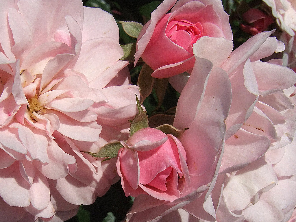 Rose - die Königin der Blumen