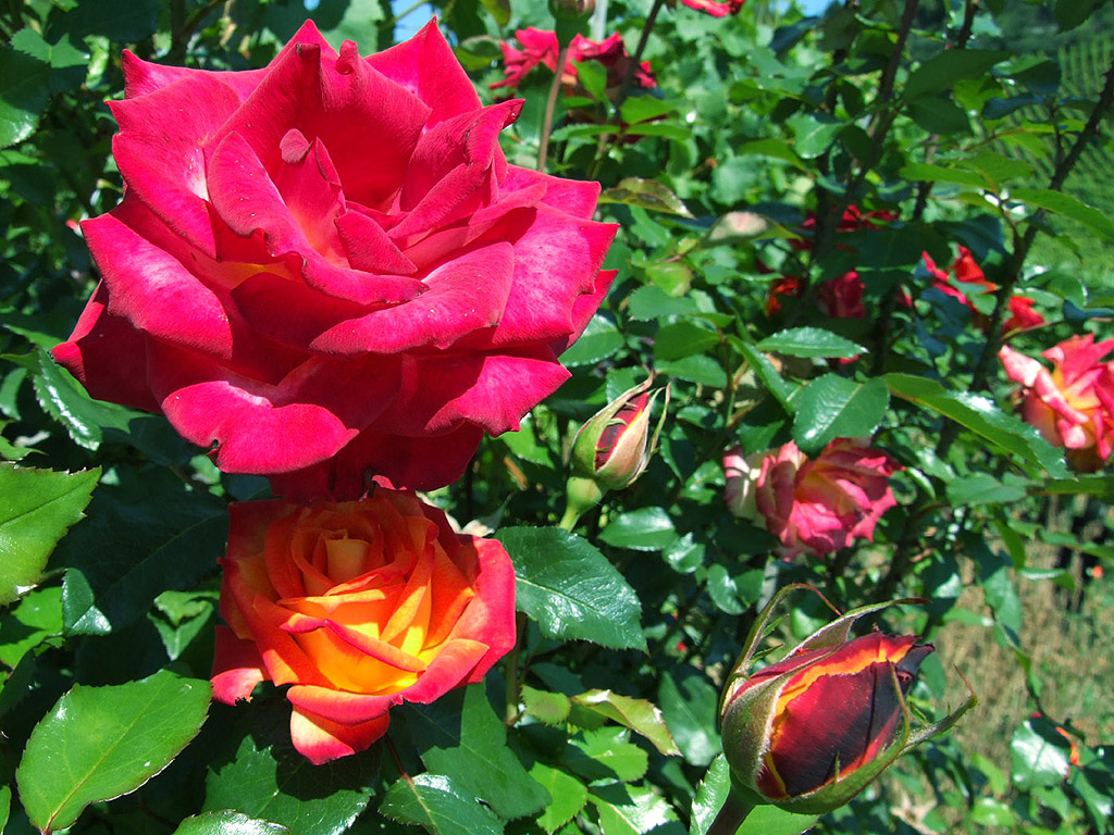 Rose - die Königin der Blumen