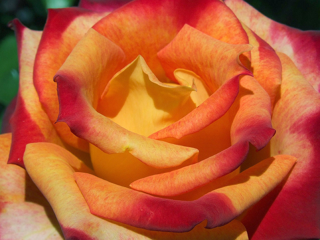 Rose - die Königin der Blumen