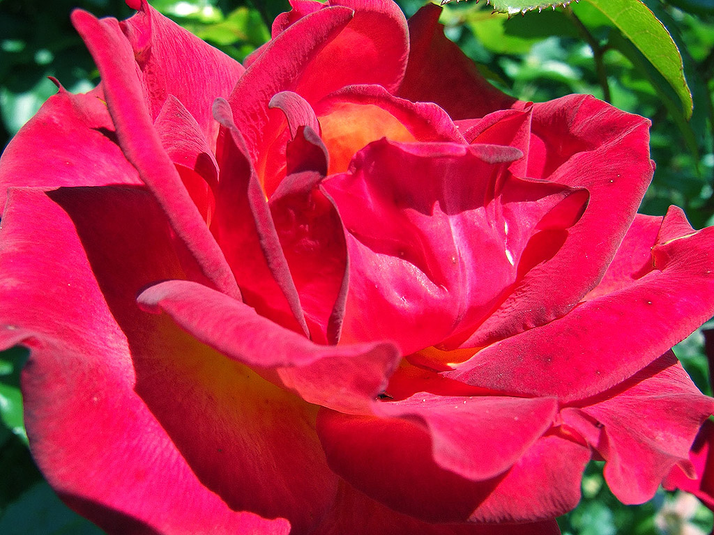 Rose - die Königin der Blumen