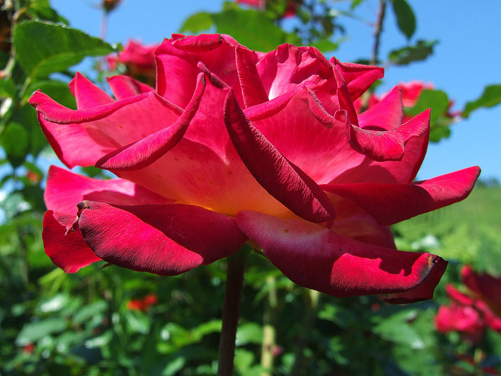 Rose - die Königin der Blumen