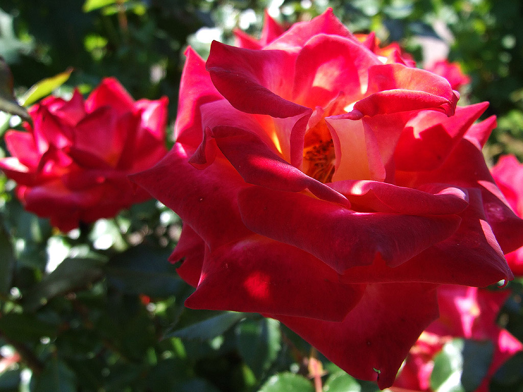 Rose - die Königin der Blumen