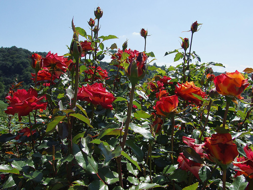 Rose - die Königin der Blumen