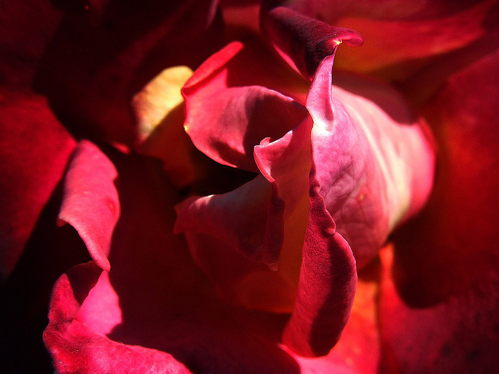 Rose #026