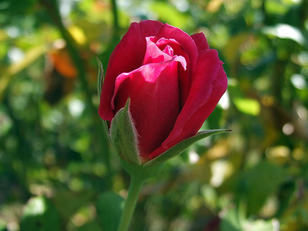 Rose - die Königin der Blumen