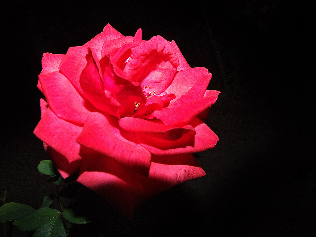 Rose #028