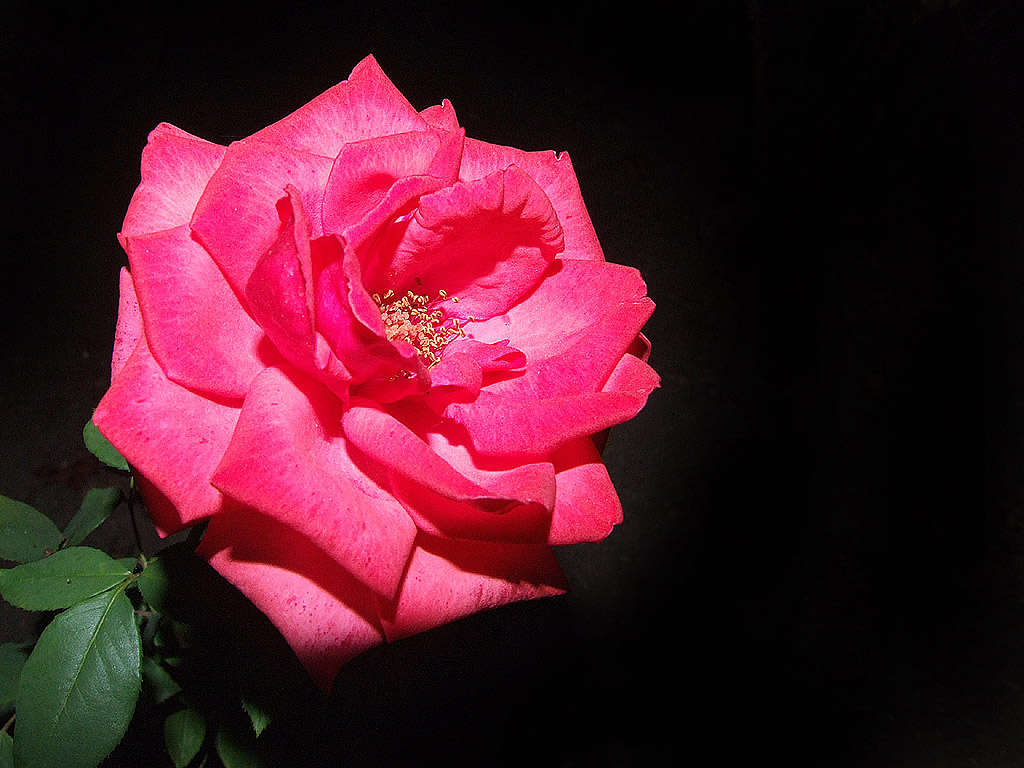 Rose #029
