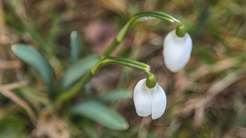 Schneeglöckchen von Oben