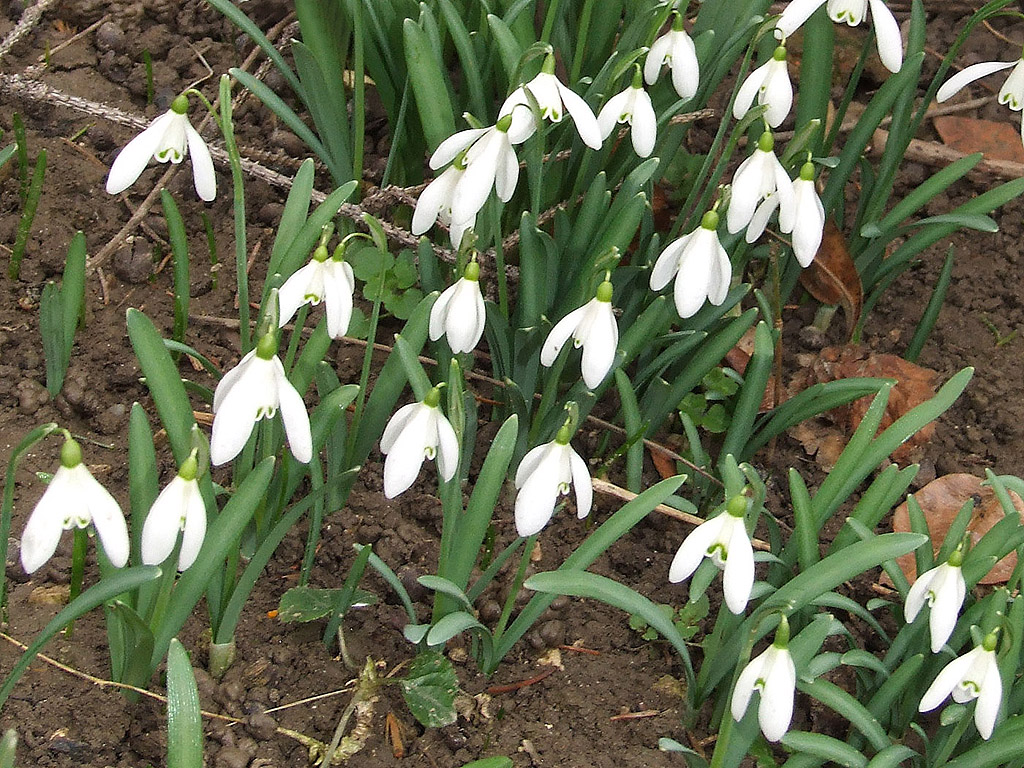 Schneeglöckchen - Frühling ist da!