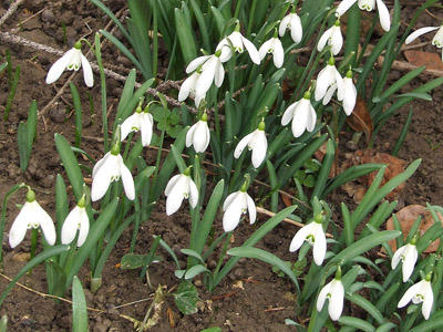 Schneeglöckchen, Frühjahrsblume