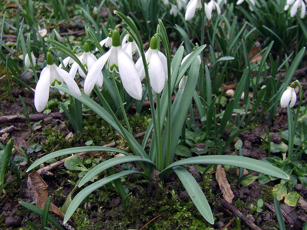 Schneeglöckchen - Frühling ist da!