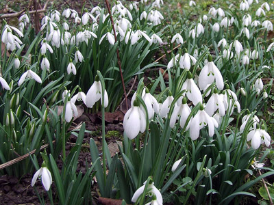 Schneeglöckchen, Frühjahrsblume